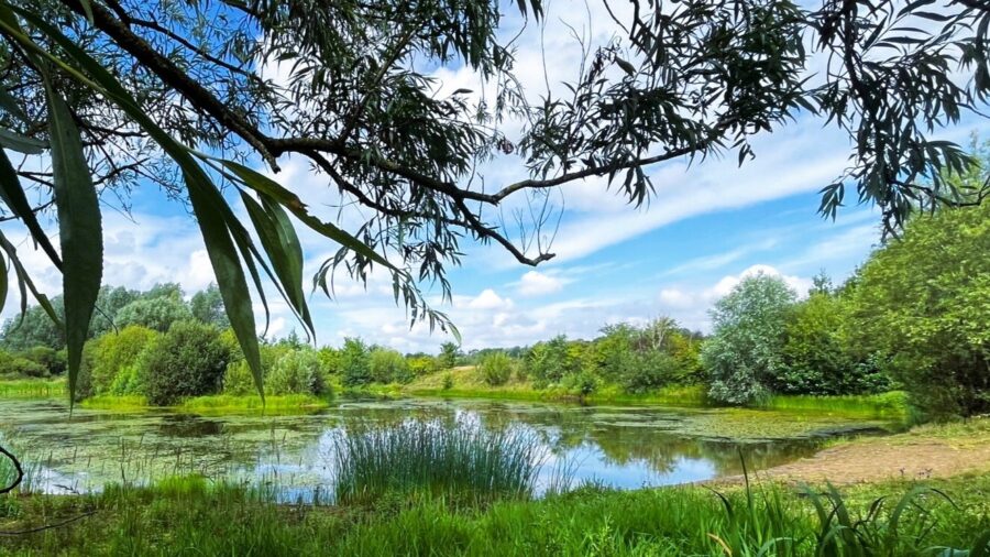 The Parish Ponds, Woolsington