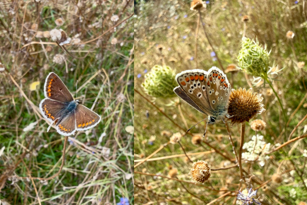 A new species of butterfly for Newcastle!